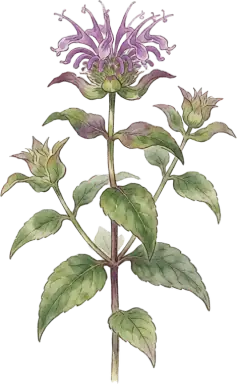 Wild Bergamot