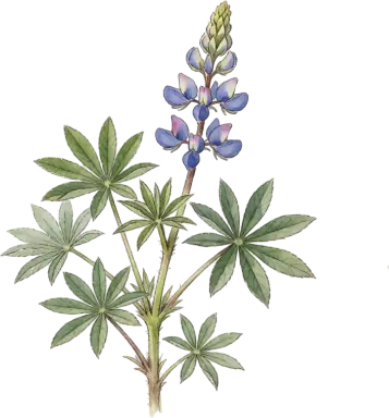 Wild Lupine