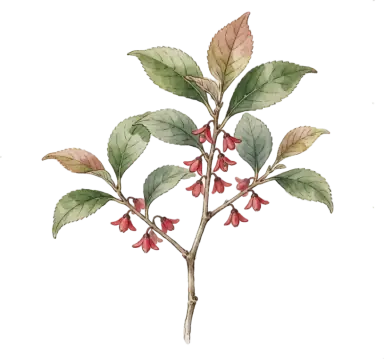 Winterberry Holly