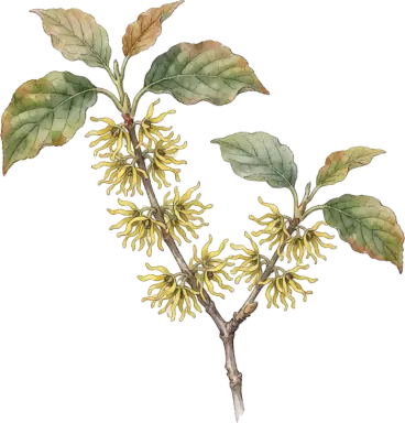 Witch Hazel
