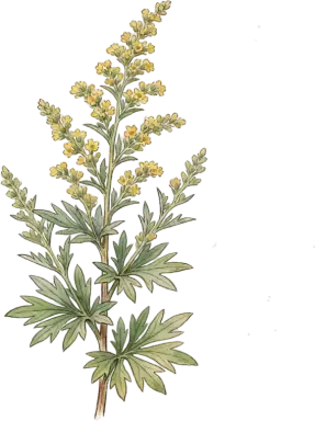 Wormwood (Artemisia)