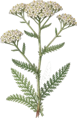 Yarrow