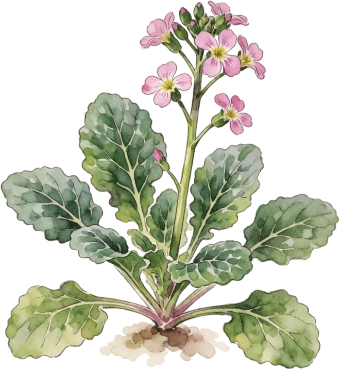 Botanical illustration of Tatsoi