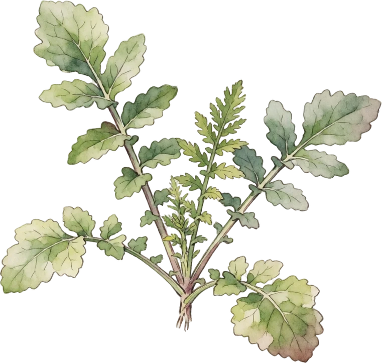 Botanical illustration of Tillage Radish (Daikon Cover Crop)