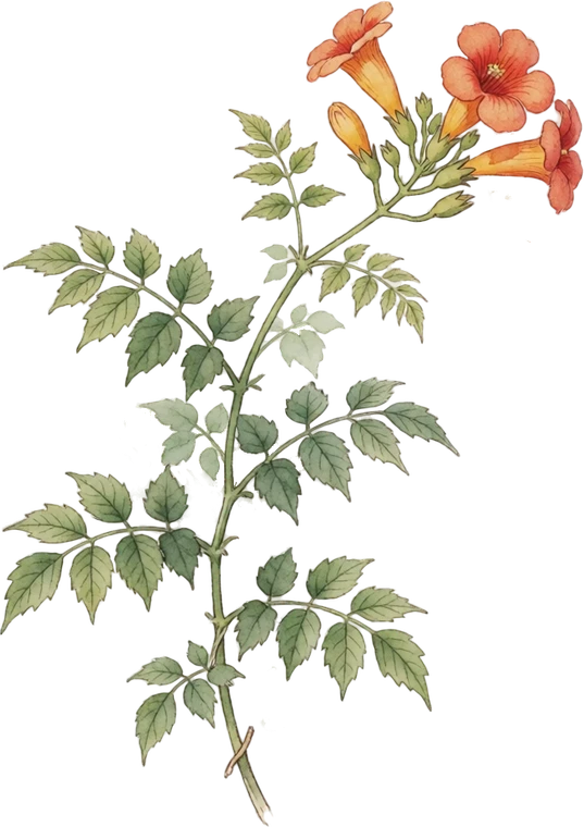 Botanical illustration of Trumpet Vine
