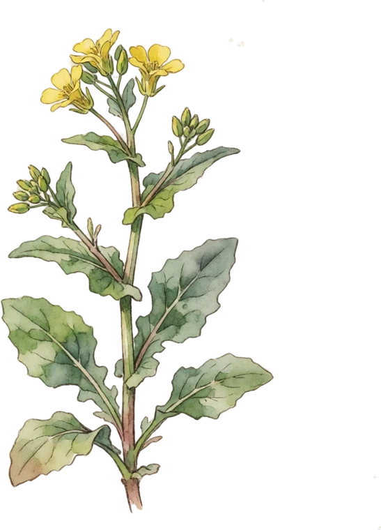 Botanical illustration of Turkish Rocket