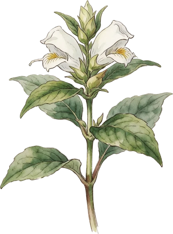 Botanical illustration of Turtlehead