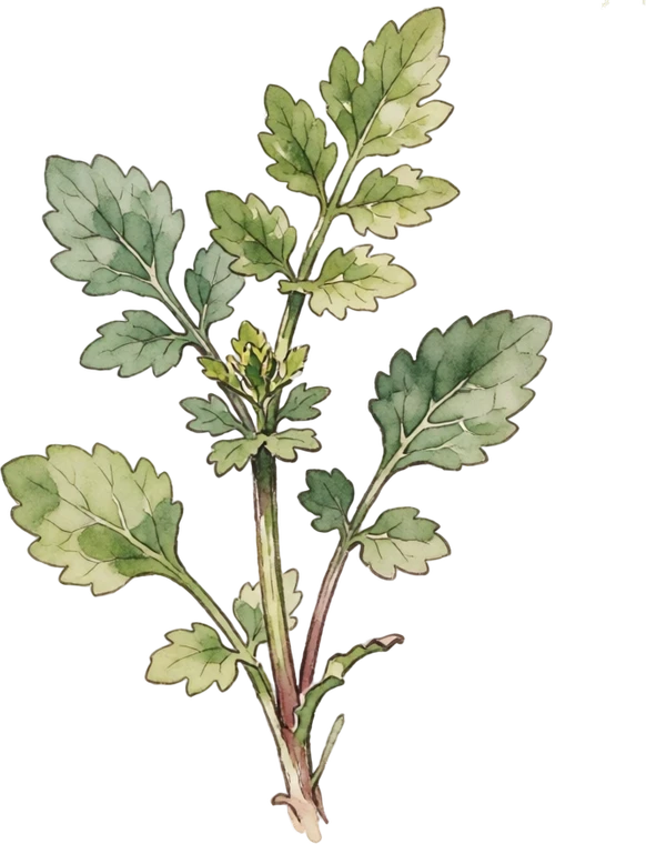 Botanical illustration of Upland Cress (Land Cress)