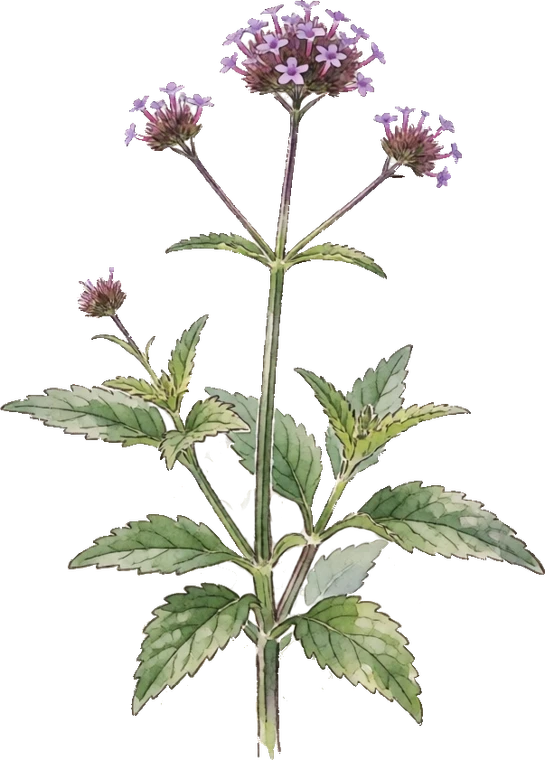 Botanical illustration of Tall Verbena