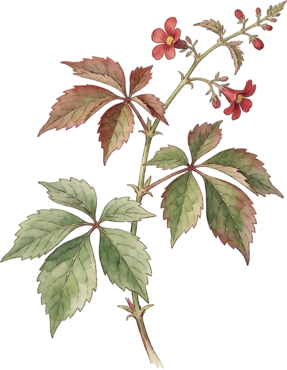 Botanical illustration of Virginia Creeper
