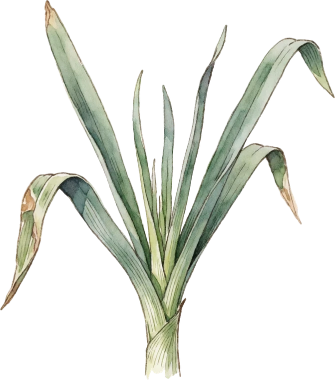 Botanical illustration of Egyptian Walking Onion
