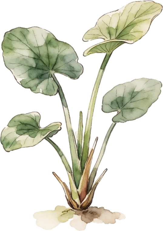 Botanical illustration of Water Chestnut (Chinese)