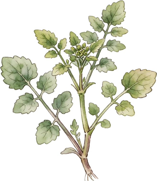Botanical illustration of Watercress