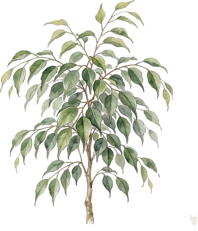 Botanical illustration of Weeping Fig