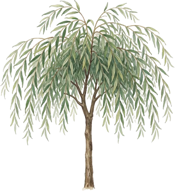 Botanical illustration of Weeping Willow
