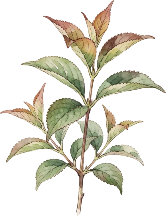 Botanical illustration of Weigela