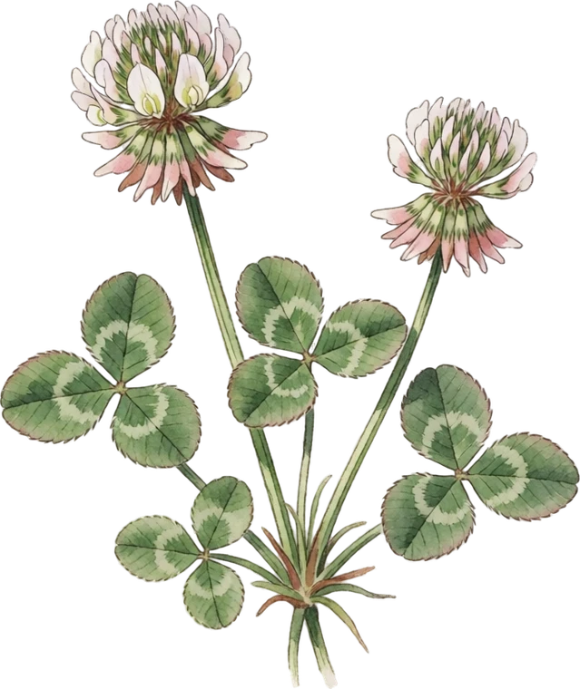Botanical illustration of White Clover