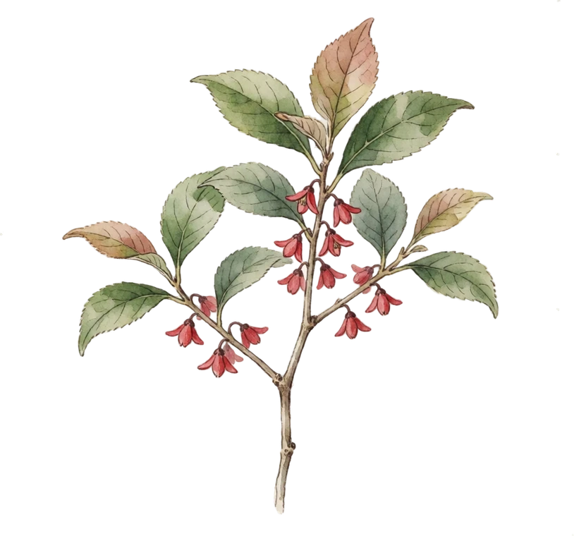 Botanical illustration of Winterberry Holly