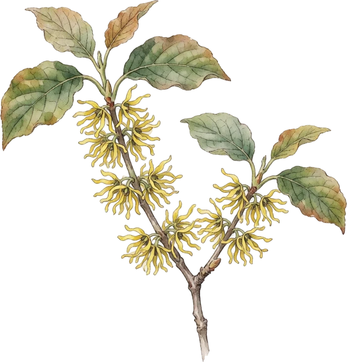 Botanical illustration of Witch Hazel