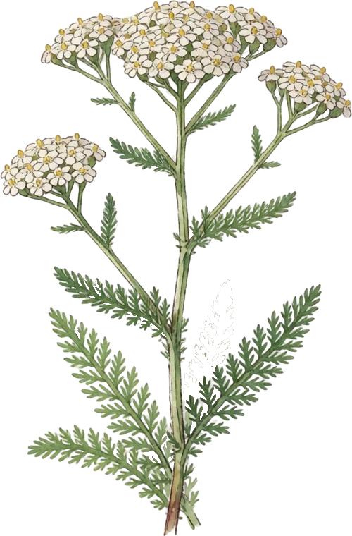 Botanical illustration of Yarrow