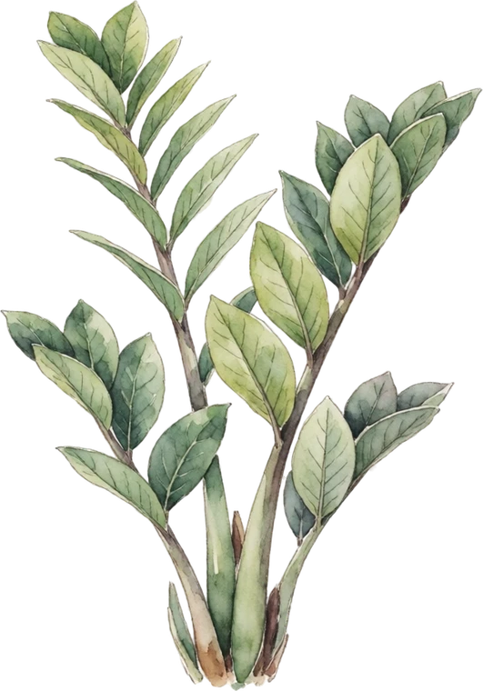 Botanical illustration of ZZ Plant