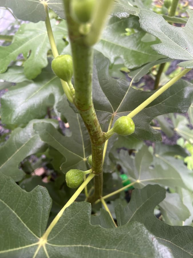 Green figs ripening on the branch