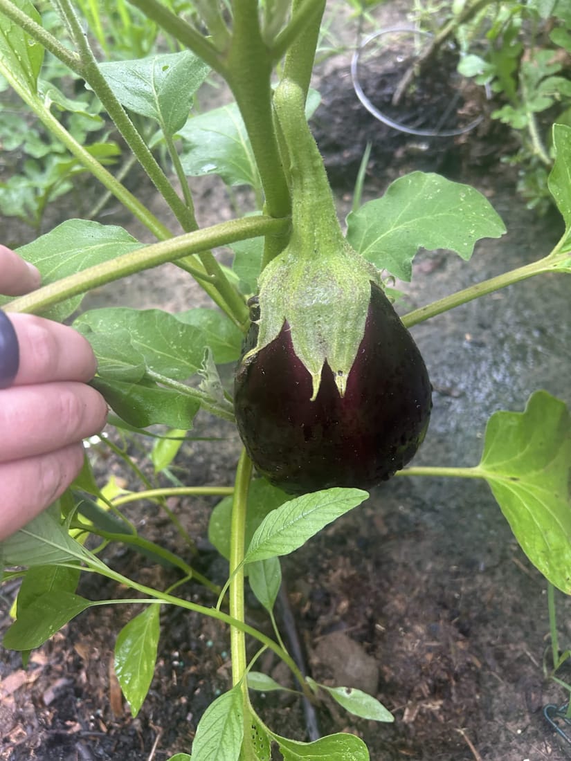 Nathan's hand steadying the farm's first eggplant on the vine