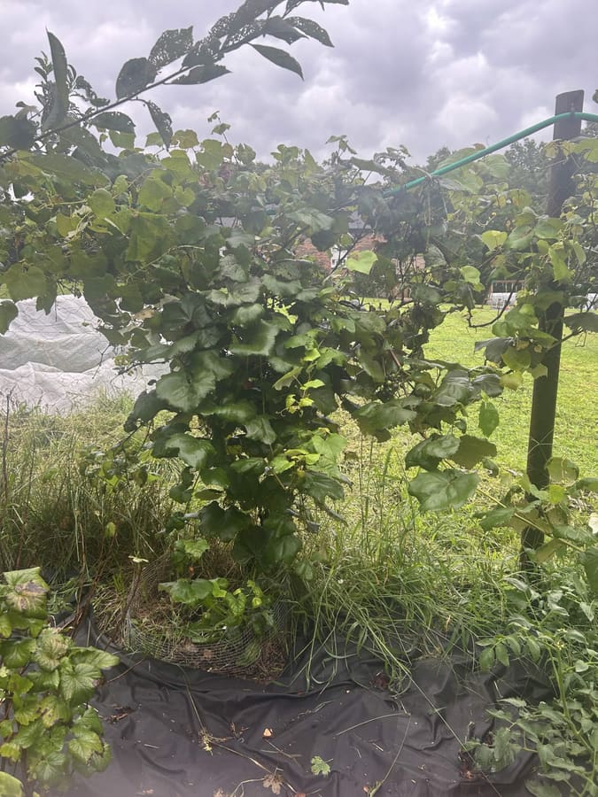 Grapevines trained along the arbor wire