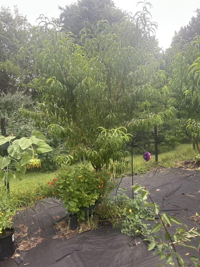 A row of maturing fruit trees along the orchard