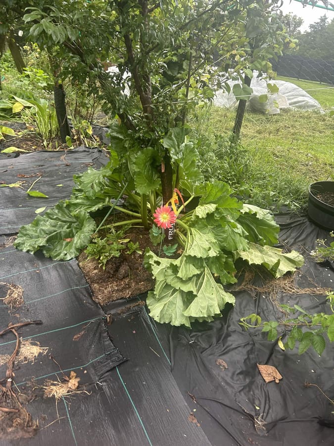A flowering rhubarb crown growing beneath a multi-grafted cocktail fruit tree