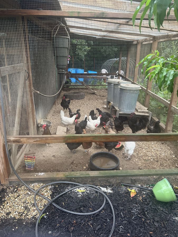 The laying flock inside the covered run