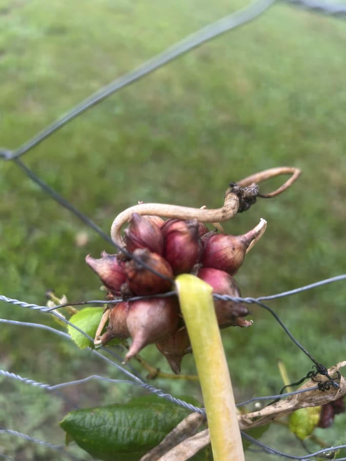 A cluster of Egyptian walking onion bulbils