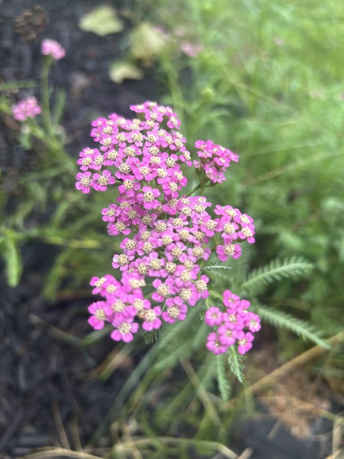 Pink yarrow flowering in the herb layer