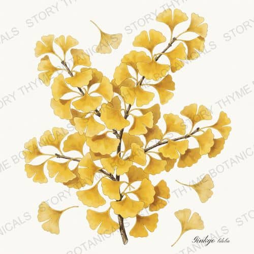 Ginkgo — a print from the Autumn Foliage collection