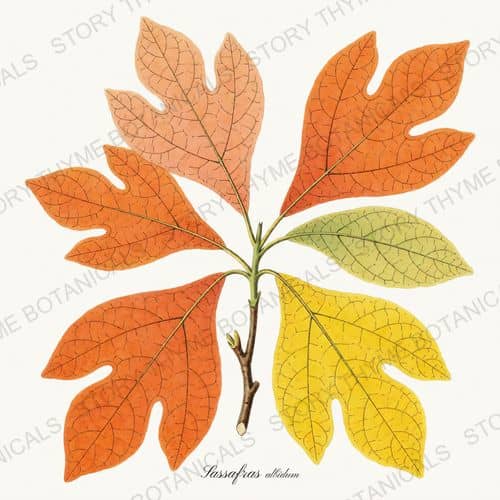 Sassafras — a print from the Autumn Foliage collection