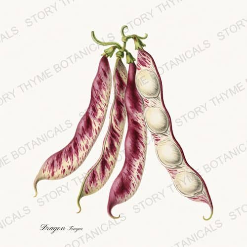 Dragon Tongue — a print on a white ground, from the Beans & Legumes collection