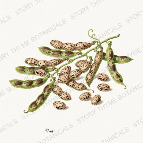 Pinto — a print on a white ground, from the Beans & Legumes collection