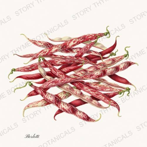 Borlotti — a print on a white ground, from the Beans & Legumes collection