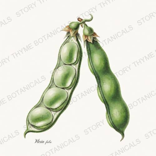 Fava — a print on a white ground, from the Beans & Legumes collection
