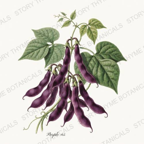 Purple Pole — a print on a white ground, from the Beans & Legumes collection