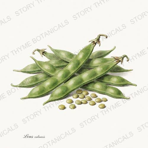 Lentil — a print on a white ground, from the Beans & Legumes collection