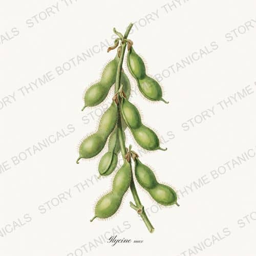 Soybean — a print on a white ground, from the Beans & Legumes collection