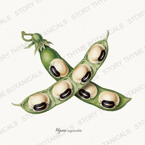 Black Eyed Pea — a print on a white ground, from the Beans & Legumes collection