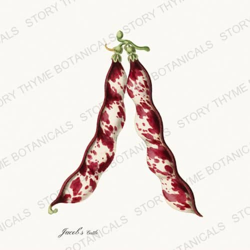 Jacobs Cattle — a print on a white ground, from the Beans & Legumes collection