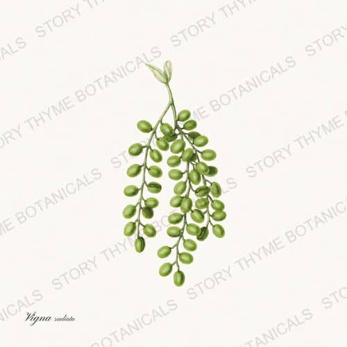 Mung — a print on a white ground, from the Beans & Legumes collection