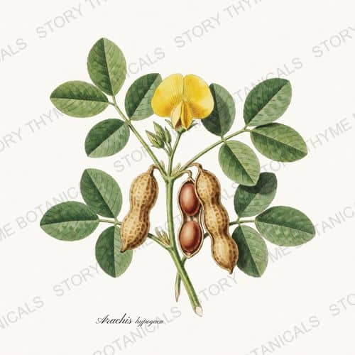 Peanut — a print on a white ground, from the Beans & Legumes collection