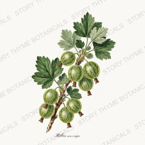Gooseberry — a print on a white ground, from the Berry Plants collection