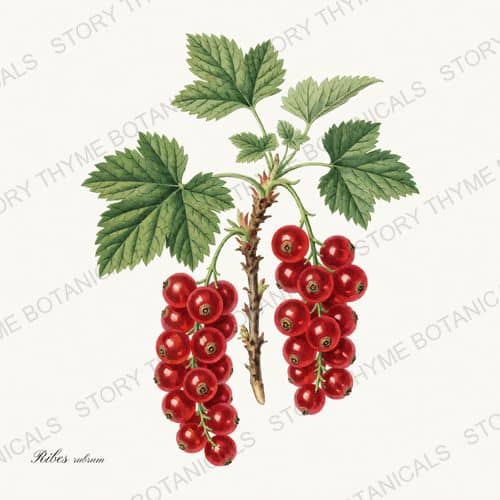 Red Currant — a print on a white ground, from the Berry Plants collection