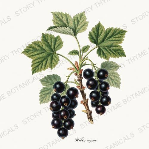 Black Currant — a print on a white ground, from the Berry Plants collection