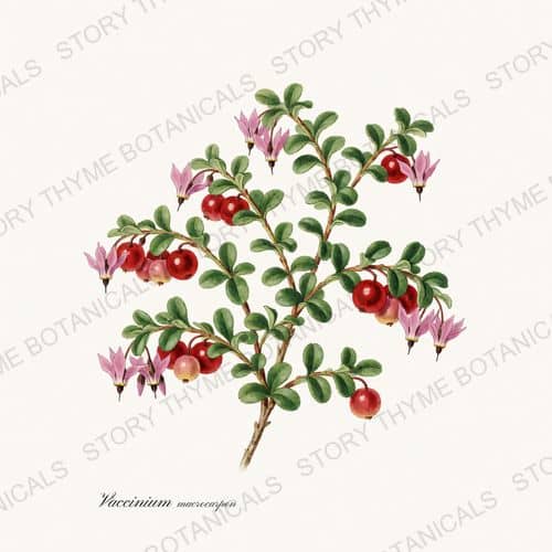 Cranberry — a print on a white ground, from the Berry Plants collection